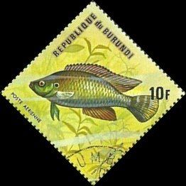 Egyptian Mouthbreeder (Haplochromis multicolor)