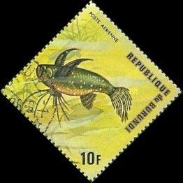 Freshwater Butterflyfish (Pantodon buchholtzi)