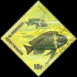 White Spotted Cichlid (Tropheus Duboisi)