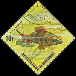 Six-barred Distichodus (Distichodus sexfasciatus)