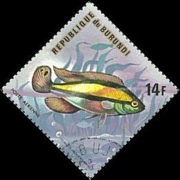 Kribensis Cichlid (Pelmatochromis kribensis)