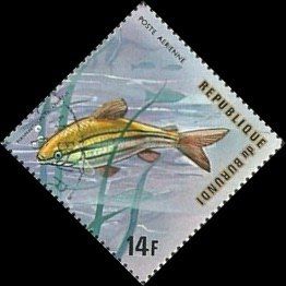 Three-lined African Tetra (Nannaethiops tritaeniatus)