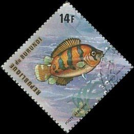 African Leaf Fish (Polycentropsis abbreviata)