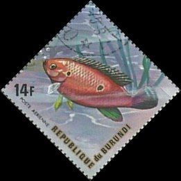 Jewel Cichlid (Hemichromis bimaculatus)