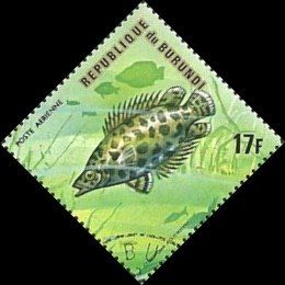African Spotted Leaffish (Ctenopoma acutirostre)