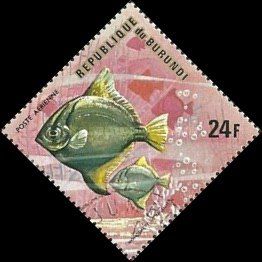 Silver Moony (Monodactylus argenteus)