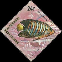 Royal Angelfish (Pygoplites diacanthus)