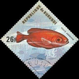Atlantic Bigeye (Priacanthus arenatus)