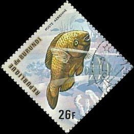 Rainbow Parrotfish (Scarus guacamaia)