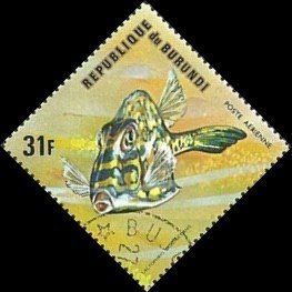 Scrawled Cowfish (Lactophrys quadricornis)