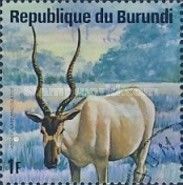 Addax (Addax nasomaculatus)