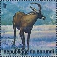Roan Antelope (Hippotragus equinus)