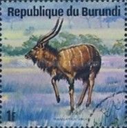 Nyala (Tragelaphus angasii)