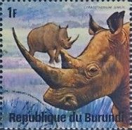White Rhinoceros (Ceratotherium simum)