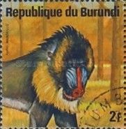 Mandrill (Mandrillus sphinx)