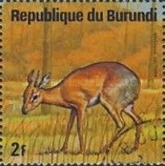 Salt's Dik-Dik (Madoqua saltiana)