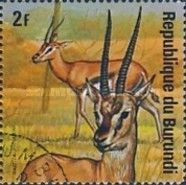 Thomson's Gazelle (Eudorcas thomsonii)