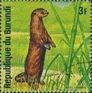 African Clawless Otter (Aonyx capensis)