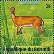 Bohor Reedbuck (Redunca redunca)