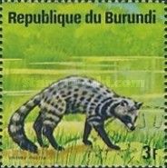 African Civet (Civettictis civetta)