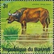 African Forest Buffalo (Syncerus caffer nanus)