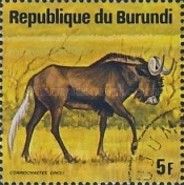 Black Wildebeest (Connochaetes gnou)