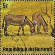 African Wild Ass (Equus asinus)