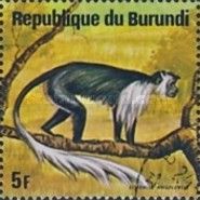 Angola Colobus (Colobus angolensis)