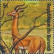 Gerenuk (Litocranius walleri)