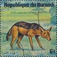 Black-backed Jackal (Canis mesomelas)