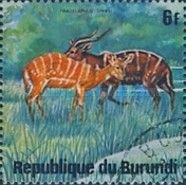 Sitatunga (Tragelaphus spekii)