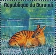 Zebra Duiker (Cephalophus zebra)
