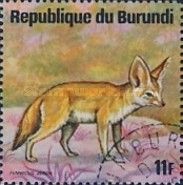 Fennek (Fennecus zerda)