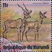 Lesser Kudu (Tragelaphus imberbis)