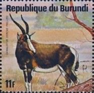 Blesbok (Damaliscus dorcas philippsi)