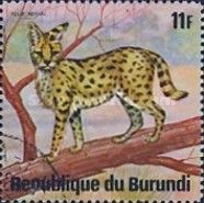 Serval (Leptailurus serval)
