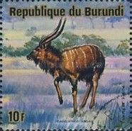 Nyala (Tragelaphus angasii)