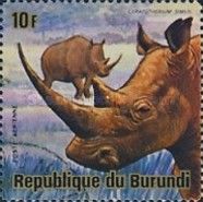 White Rhinoceros (Ceratotherium simum)