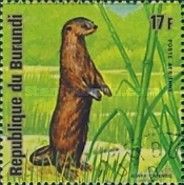 African Clawless Otter (Aonyx capensis)