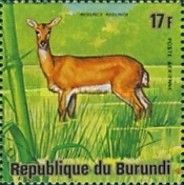 Bohor Reedbuck (Redunca redunca)