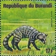 African Civet (Civettictis civetta)
