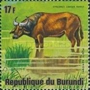 African Forest Buffalo (Syncerus caffer nanus)