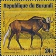 Black Wildebeest (Connochaetes gnou)