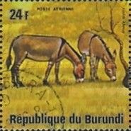 African Wild Ass (Equus asinus)
