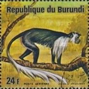 Angola Colobus (Colobus angolensis)
