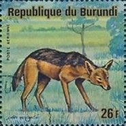 Black-backed Jackal (Canis mesomelas)