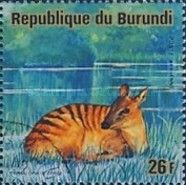 Zebra Duiker (Cephalophus zebra)