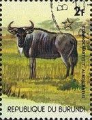 Brindled gnu(Connochaetes taurinus).