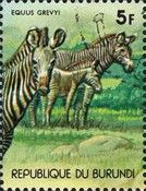 Grévy's zebra (Equus grevyi)
