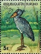 Shoebill (Balaeniceps rex)